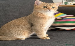 British Shorthair cats for sale: British shorthair Golden  Boy - Image 2
