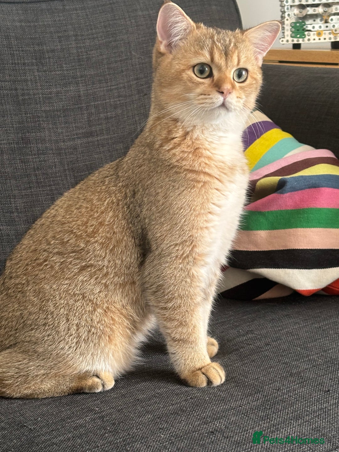 British Shorthair cats for sale: British shorthair Golden  Boy - Image 2
