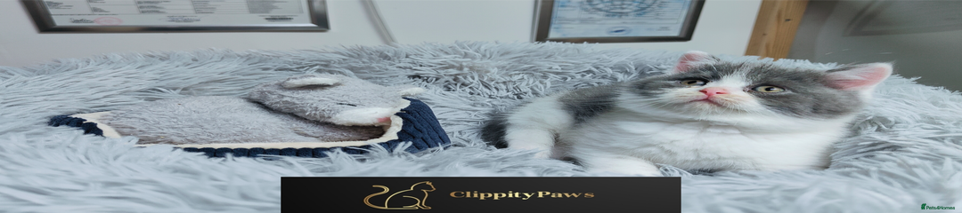British Shorthair Kitten 4