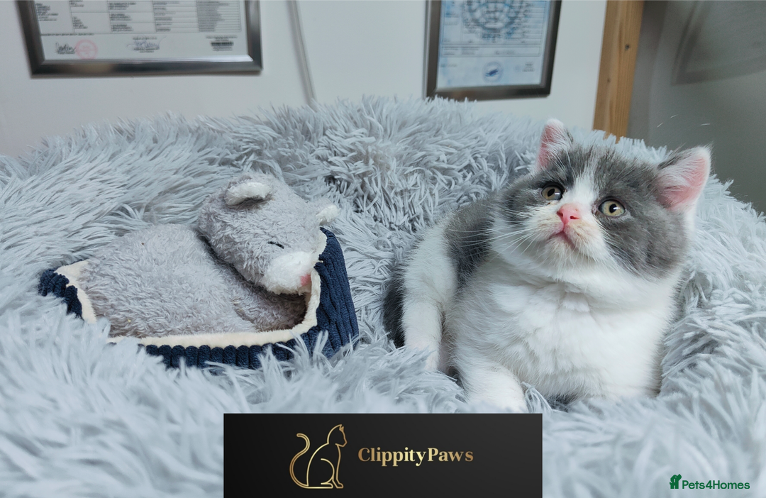 British Shorthair cats for sale: GCCF registered chunky British Shorthair kittens  - Image 6
