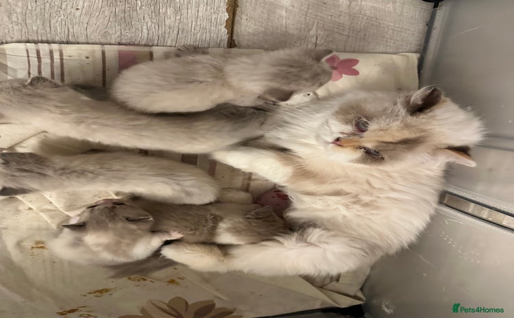 British Shorthair cats - Advert 13