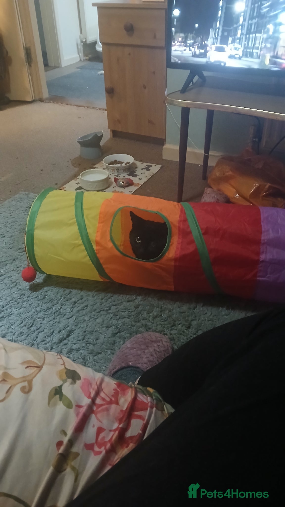 Mixed Breed cats for sale: 2 beautiful cats for sale  - Advert 2