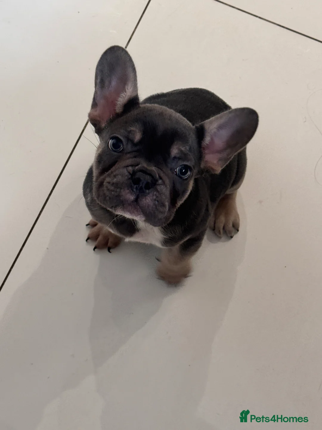 French Bulldog dogs for sale: KC reg Frenchbull dog puppies  - Advert 1