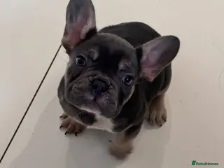 French Bulldog dogs KC reg Frenchbull dog puppies - Advert 10