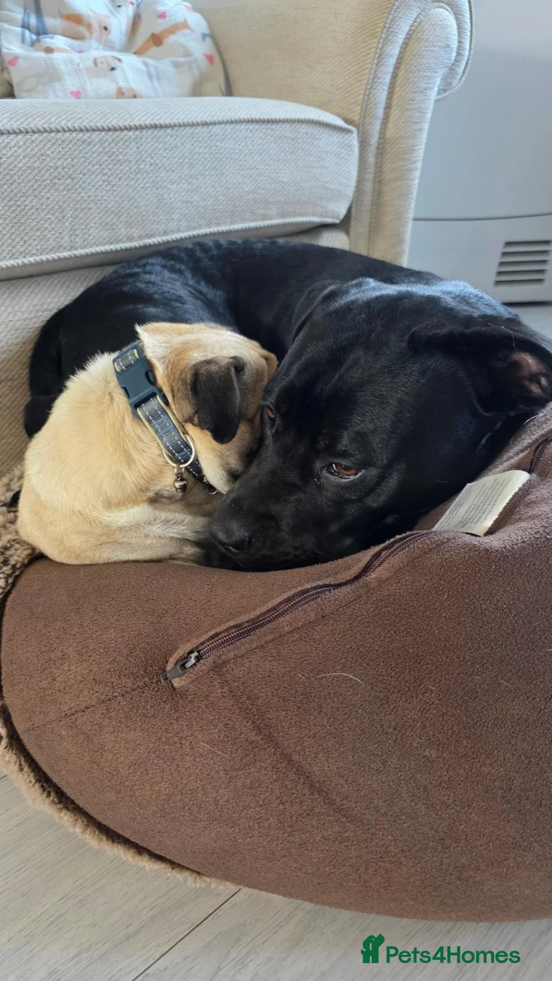 Mixed Breed dogs for sale: Fendi ♡ in Bromsgrove - Advert 11