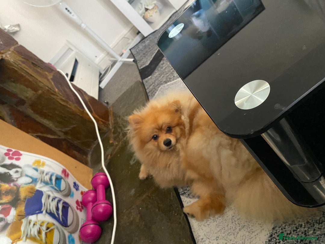 Pomeranian dogs for sale: Pomeranian  - Image 8