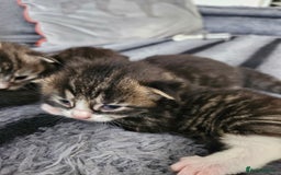 British Longhair cats for sale: Longhaired grey and black kittens, 2 ready now - Image 13
