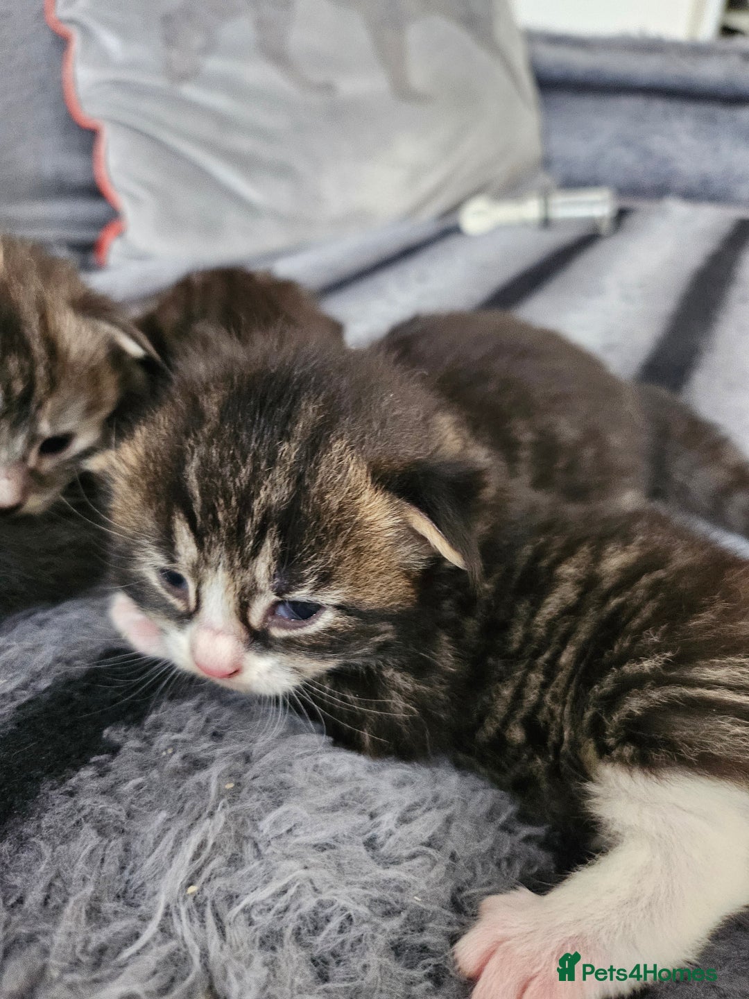British Longhair cats for sale: Longhaired grey and black kittens, 2 ready now - Image 13
