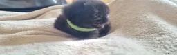 Domestic Shorthair cats for sale: Adorable Kittens For Sale - Advert 14
