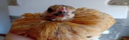 Chickens poultry for sale: Indoor Therapy Serama Hen -  Highly Tame - Advert 5
