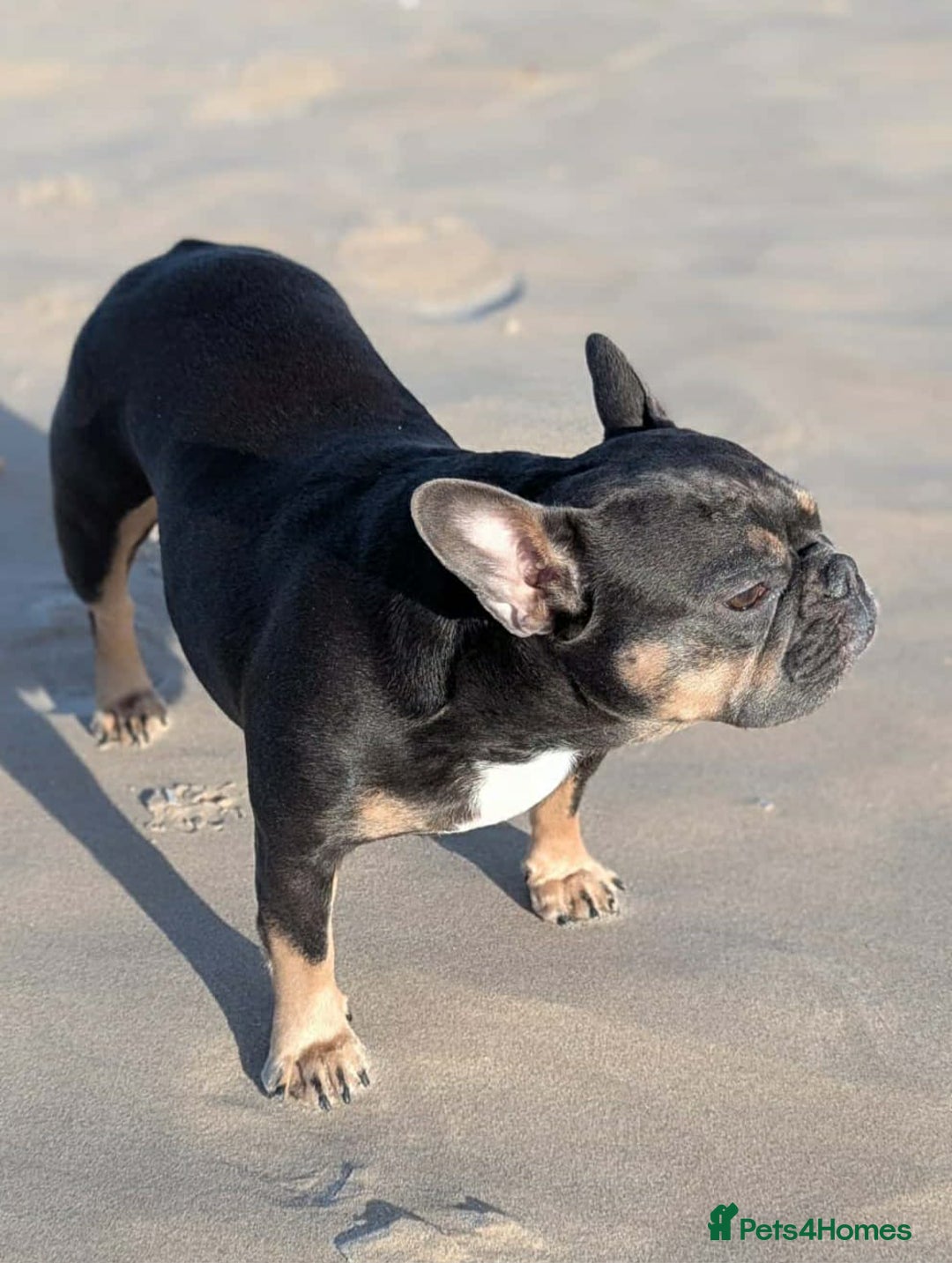 French Bulldog dogs for sale: Stunning French Bulldog Puppies  - Advert 10