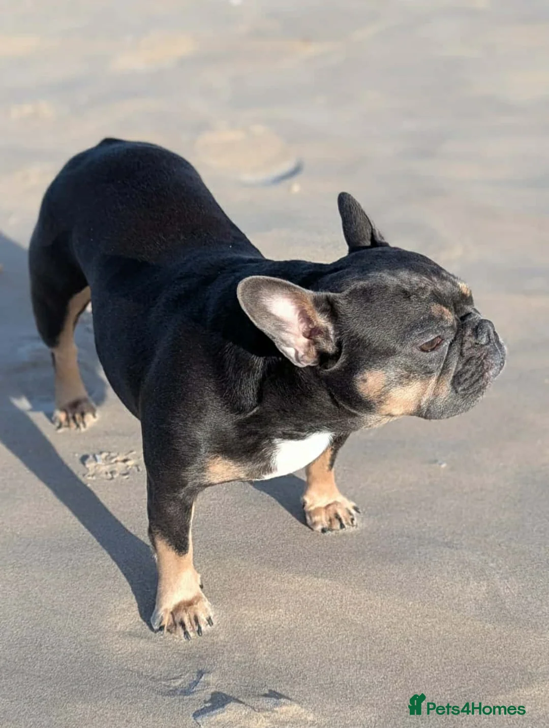 French Bulldog dogs for sale: Stunning French Bulldog Puppies  - Advert 10