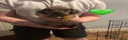Miniature Dachshund dogs for sale: **READY TO GO NOW** Miniature dachshund puppies!  - Advert 7
