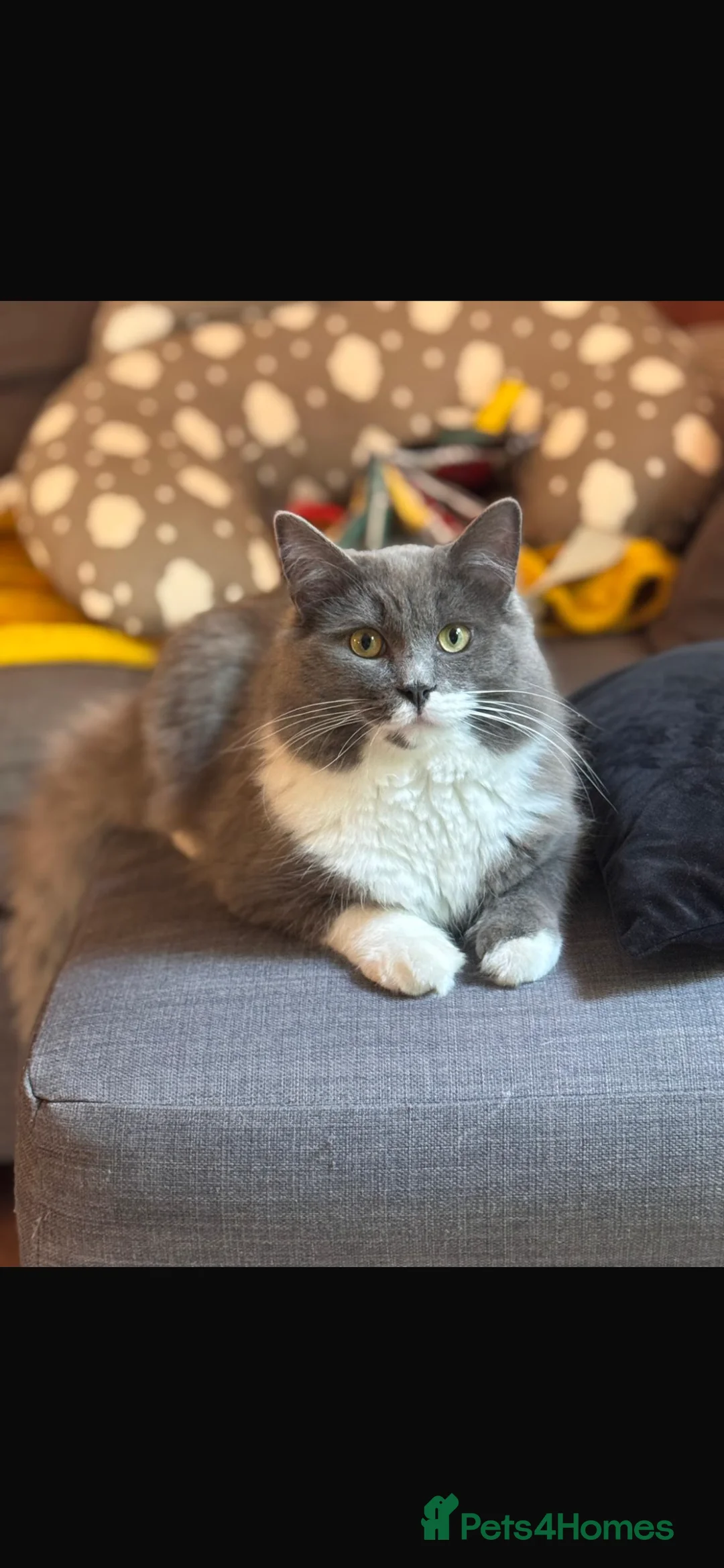 Mixed Breed cats for sale: £20 Neutered Male Cat- Needs Home by Friday - Advert 2