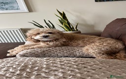 Cockapoo dogs for sale: Cockapoo Puppies  - Image 1