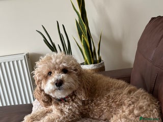 Cockapoo dogs for sale - Advert 1