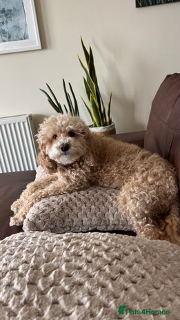 Cockapoo dogs - Advert 6