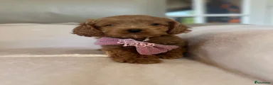 Cockapoo 2