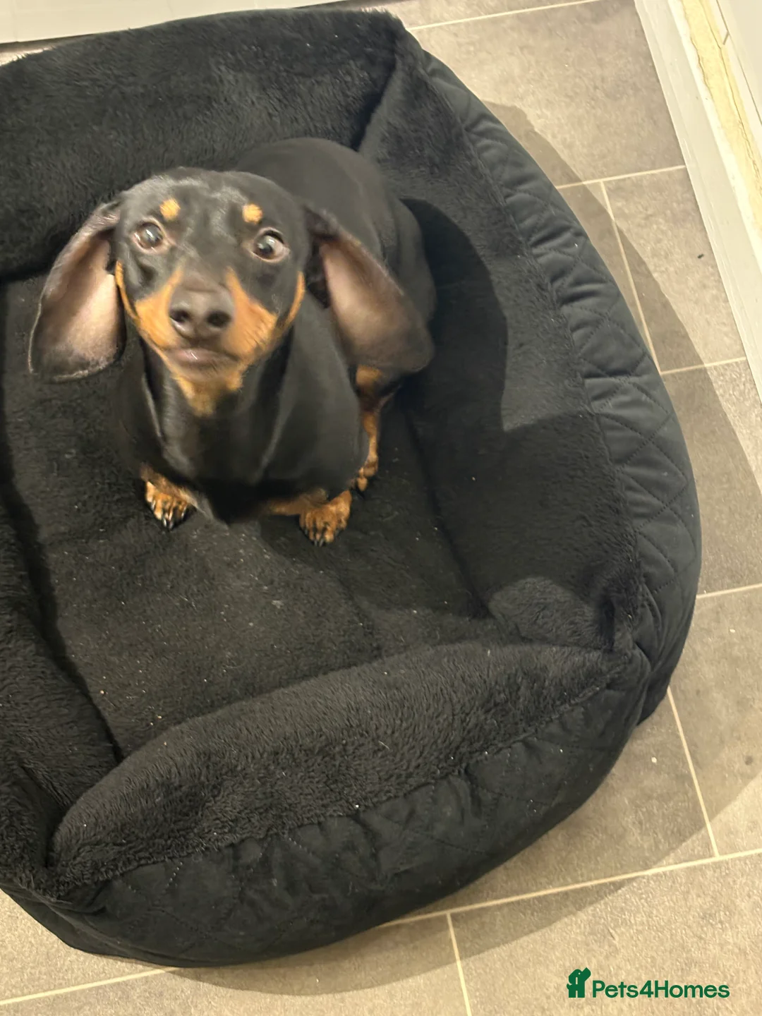 Dachshund dogs for sale: Male dachshund  - Advert 8