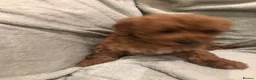 Cavapoo dogs for sale: 🐾Adventures of a curly cavapoo🐕 in Chessington - Advert 5