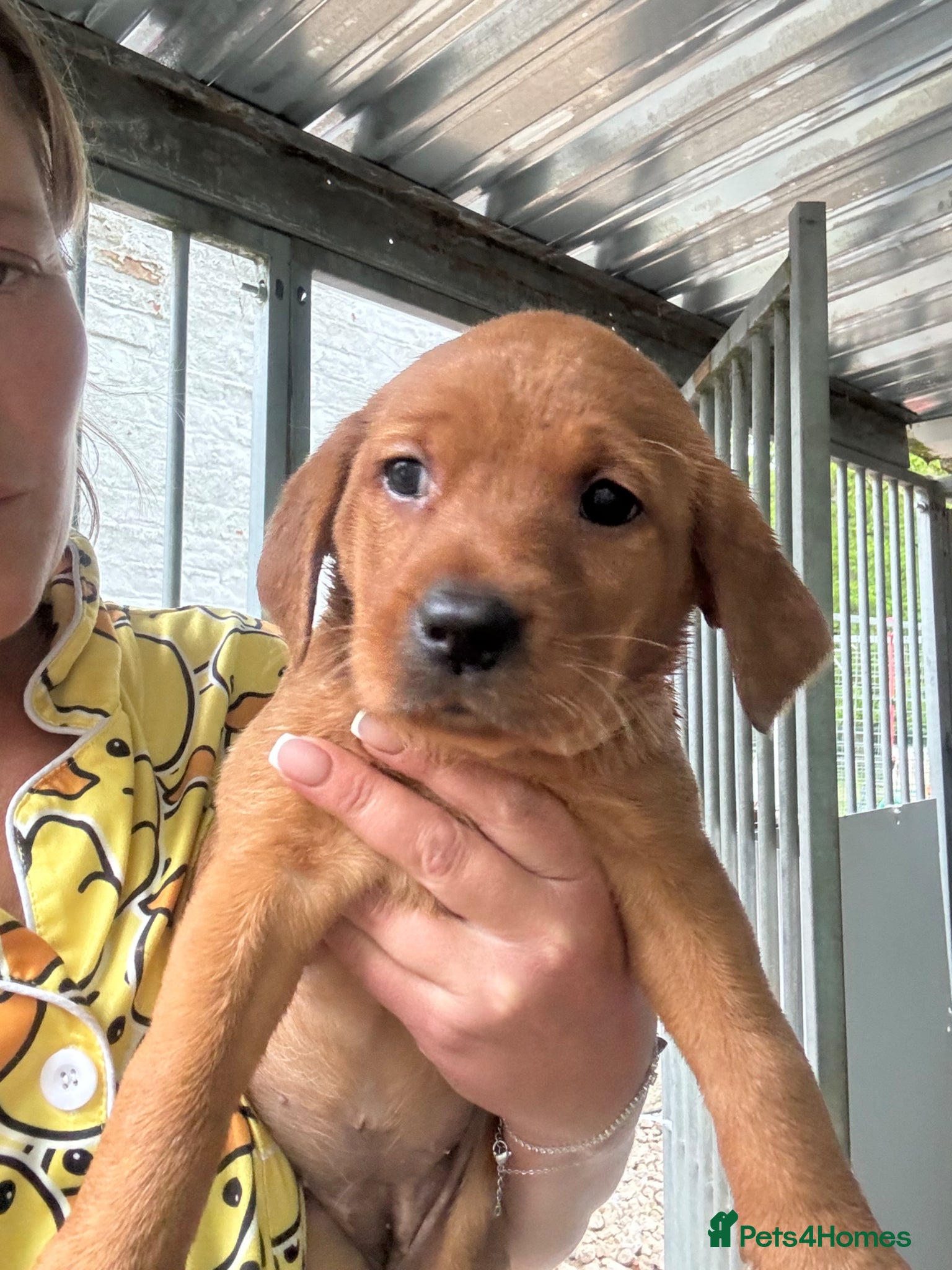 Labrador Retriever dogs Fox red Labradors ready now  - Advert 2