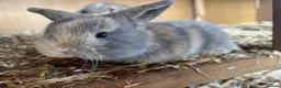 Mini Lop rabbits for sale: Gorgeous pure breed Mini Lops in Saffron Walden - Advert 4