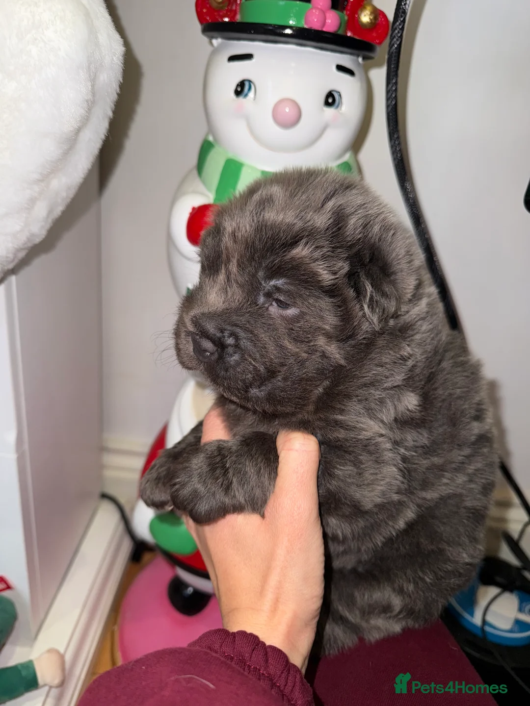 Shar Pei dogs for sale: Tan point bear and brush coat puppies - Advert 11