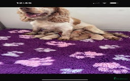 Cockapoo dogs for sale: 7 gorgeous apricot f1 DNA tested Cockerpoos  - Image 9