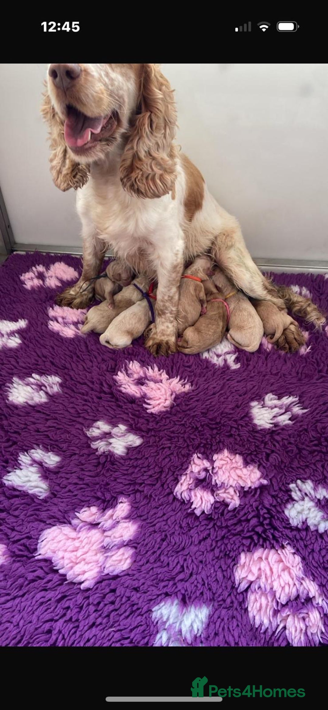 Cockapoo dogs for sale: 7 gorgeous apricot f1 DNA tested Cockerpoos  - Image 9