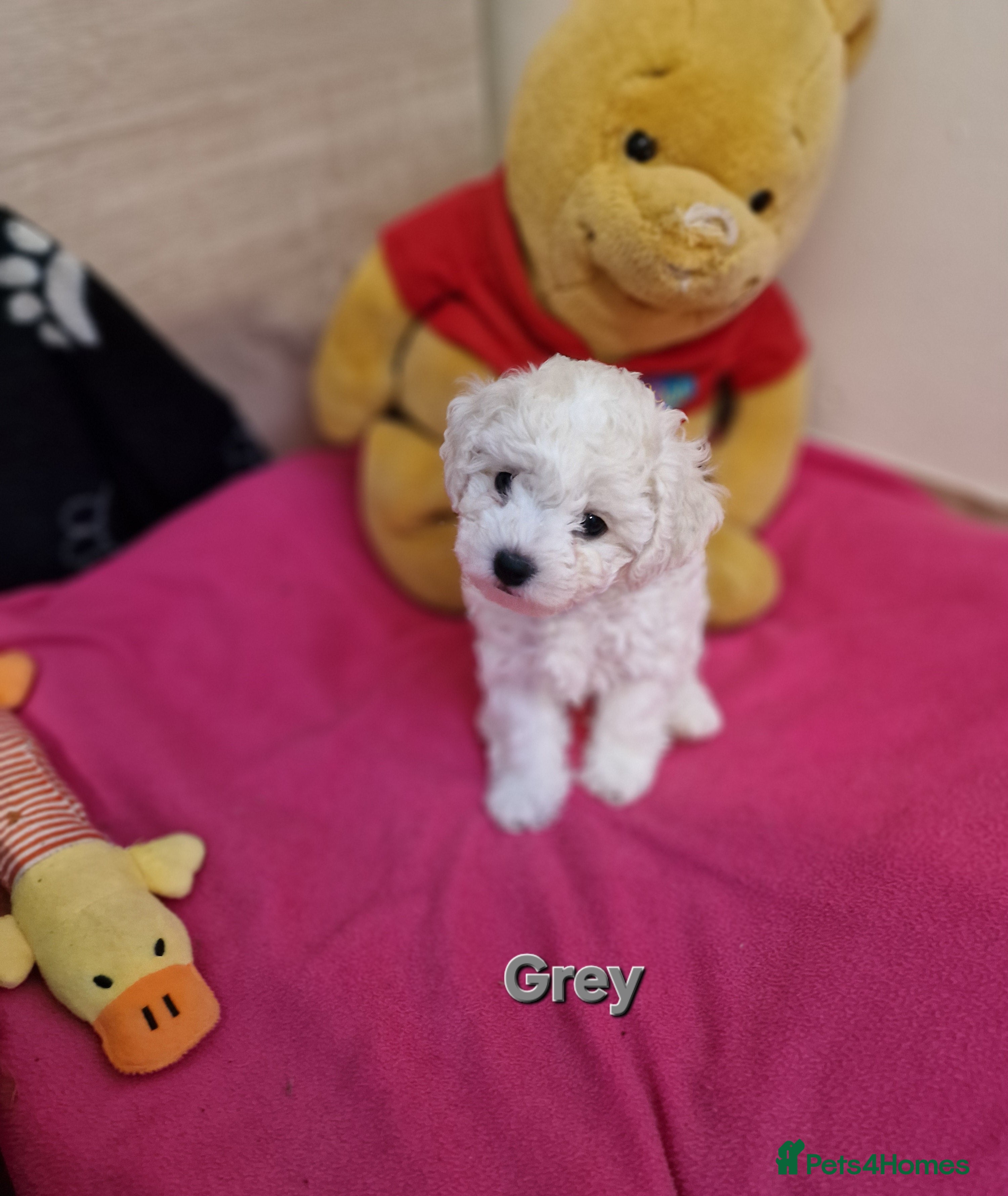 Bichon Frise dogs Bichon Frise Only One Left Champion Bloodline - Advert 2