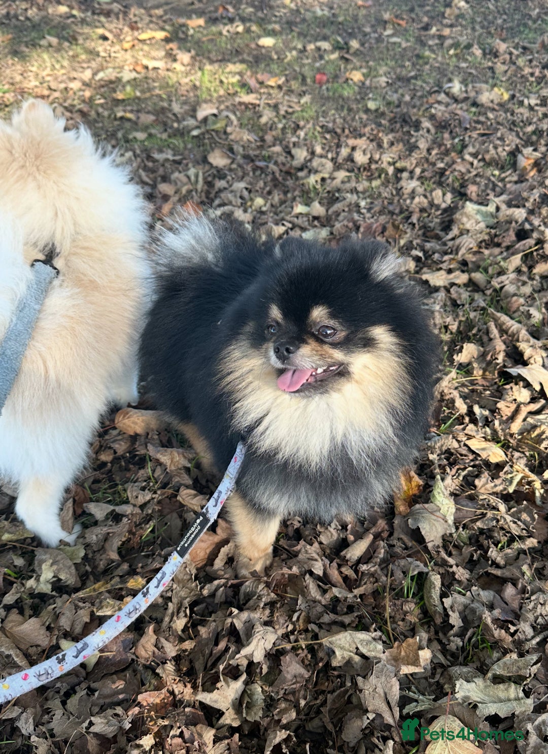 Pomeranian dogs for stud: Gorgeous Teddy bear tri coloured stud - Advert 5