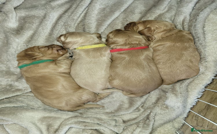 Cockapoo dogs 🐾 F1bb Red Miniature Cockapoo Puppies 🐾 - Advert 3