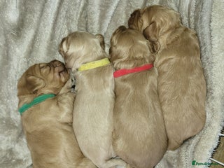 Cockapoo dogs 🐾 F1bb Red Miniature Cockapoo Puppies 🐾 - Advert 14
