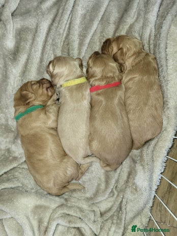 Cockapoo dogs 🐾 F1bb Red Miniature Cockapoo Puppies 🐾 - Advert 3
