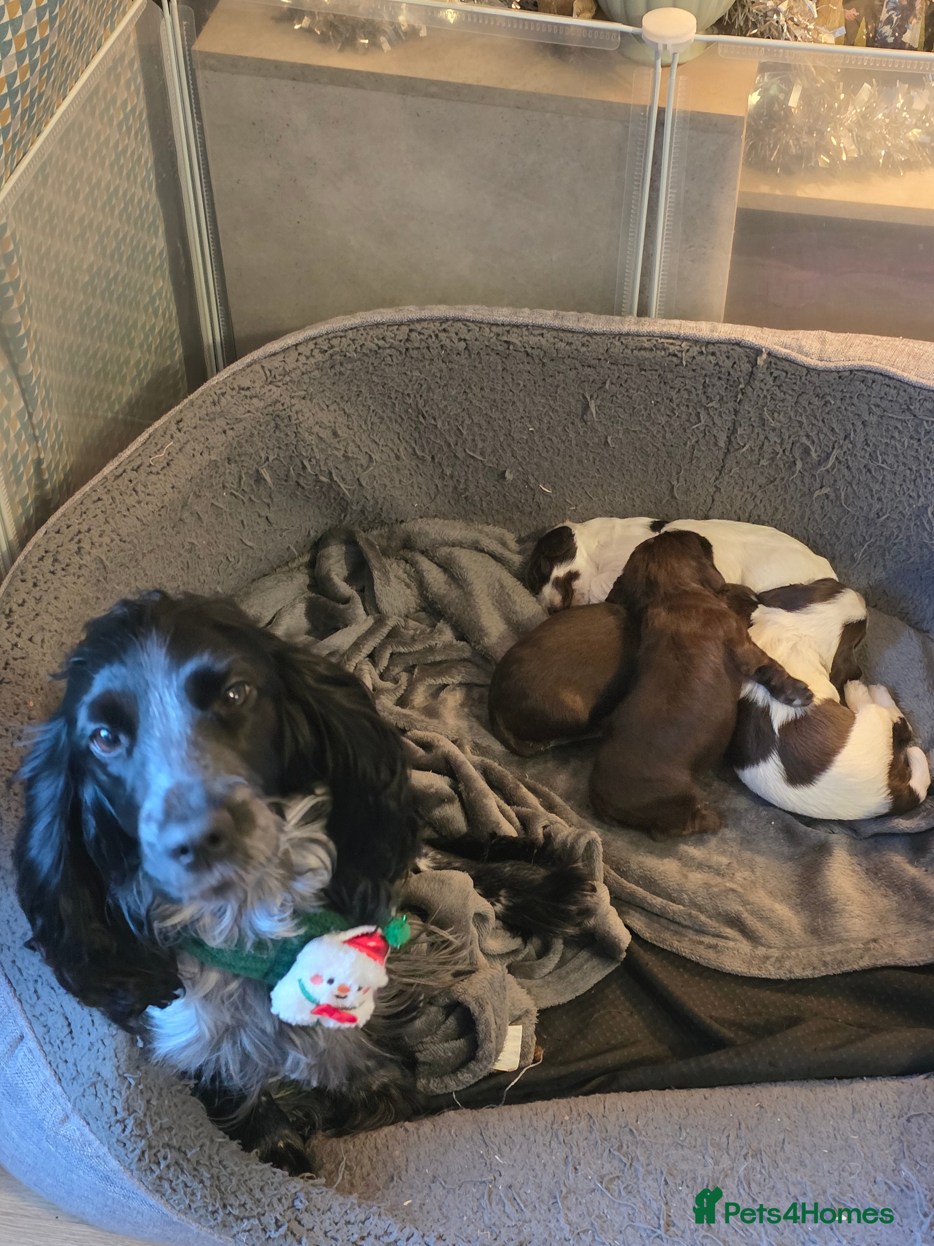 Cocker Spaniel dogs Choc roan cocker spaniel pups  - Advert 8