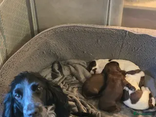 Cocker Spaniel dogs Choc roan cocker spaniel pups - Advert 8