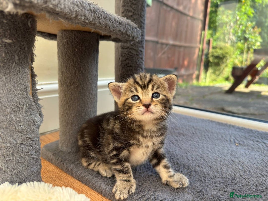 Mixed Breed cats for sale: Adorable Kittens Ready for Loving Homes - Image 1