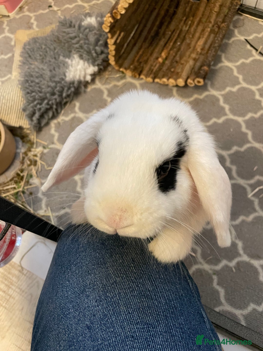 Dwarf Lop rabbits for sale: Female neutered dwarf lop rabbit - Advert 4