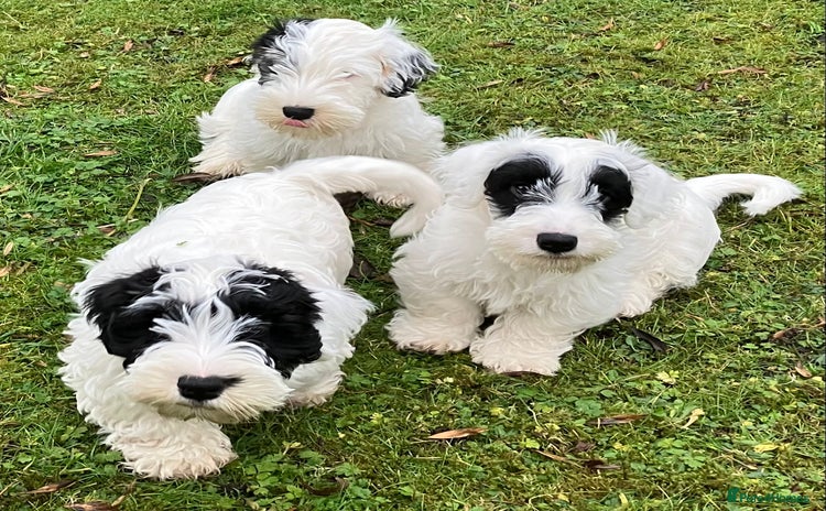 Sealyham Terrier dogs - Advert 3