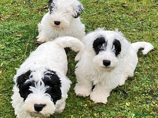 Sealyham Terrier dogs Quality KC registered Sealyham Terrier Pups - Advert 3