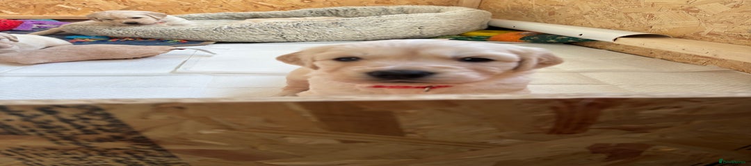 Golden Retriever Puppy 2