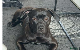Mixed Breed dogs for sale: Beautiful pups cane/corso staff - Advert 1