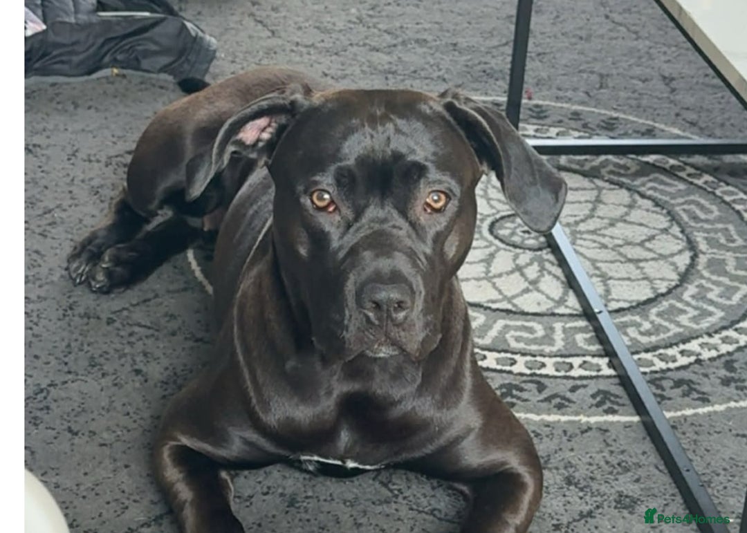 Mixed Breed dogs for sale: Beautiful pups cane/corso staff - Advert 1