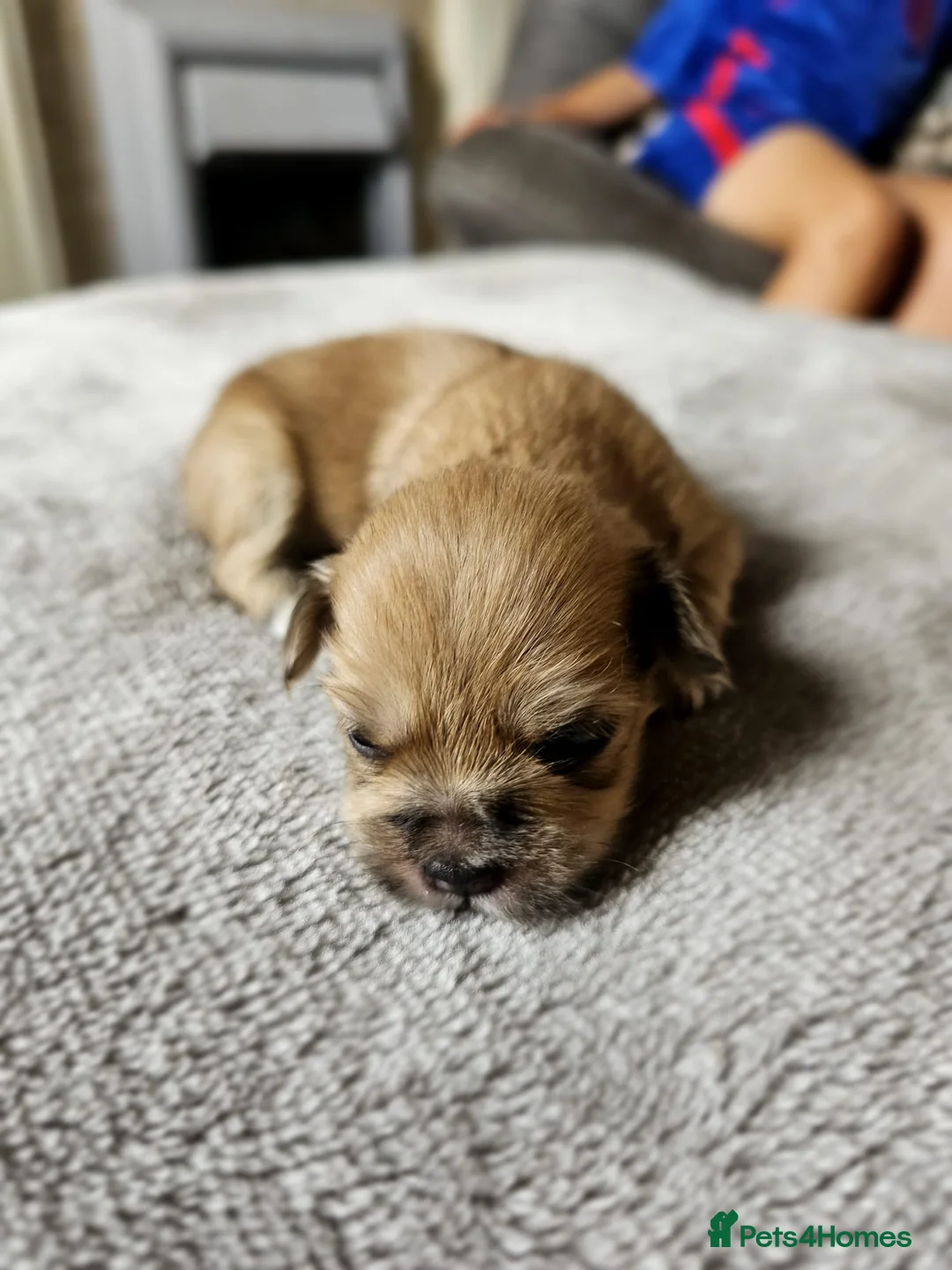 Lhasa Apso dogs for stud: Gorgeous proven pedigree Lhasa Apso for stud in Pontefract - Advert 31