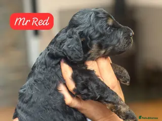 Bernedoodle dogs Outstanding Mini Bernedoodle Puppies - Advert 2