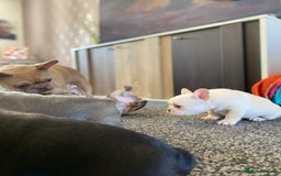 French Bulldog dogs for sale: Last French bulldog puppy - Image 9