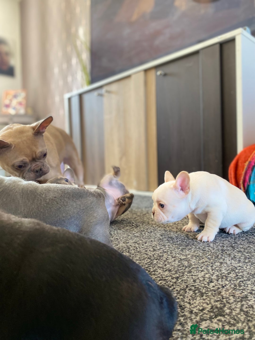 French Bulldog dogs for sale: Last French bulldog puppy - Image 9