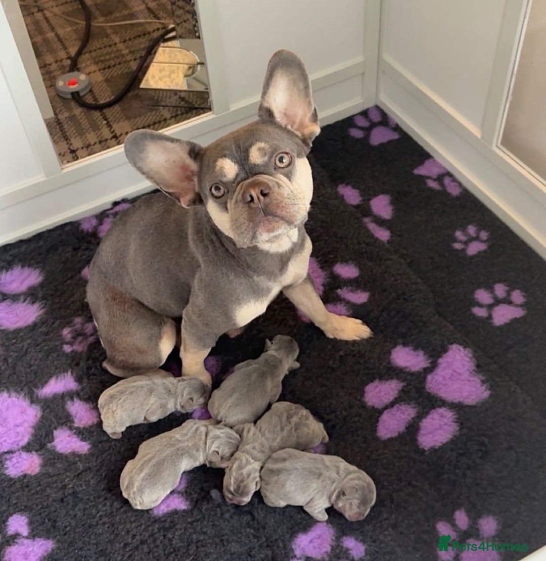 French Bulldog dogs for sale: French bulldog puppies  - Advert 6