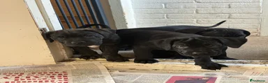 Cane Corso Puppy 7