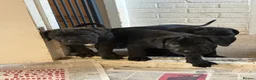 Cane Corso dogs for sale: Cane corso’s  - Advert 8